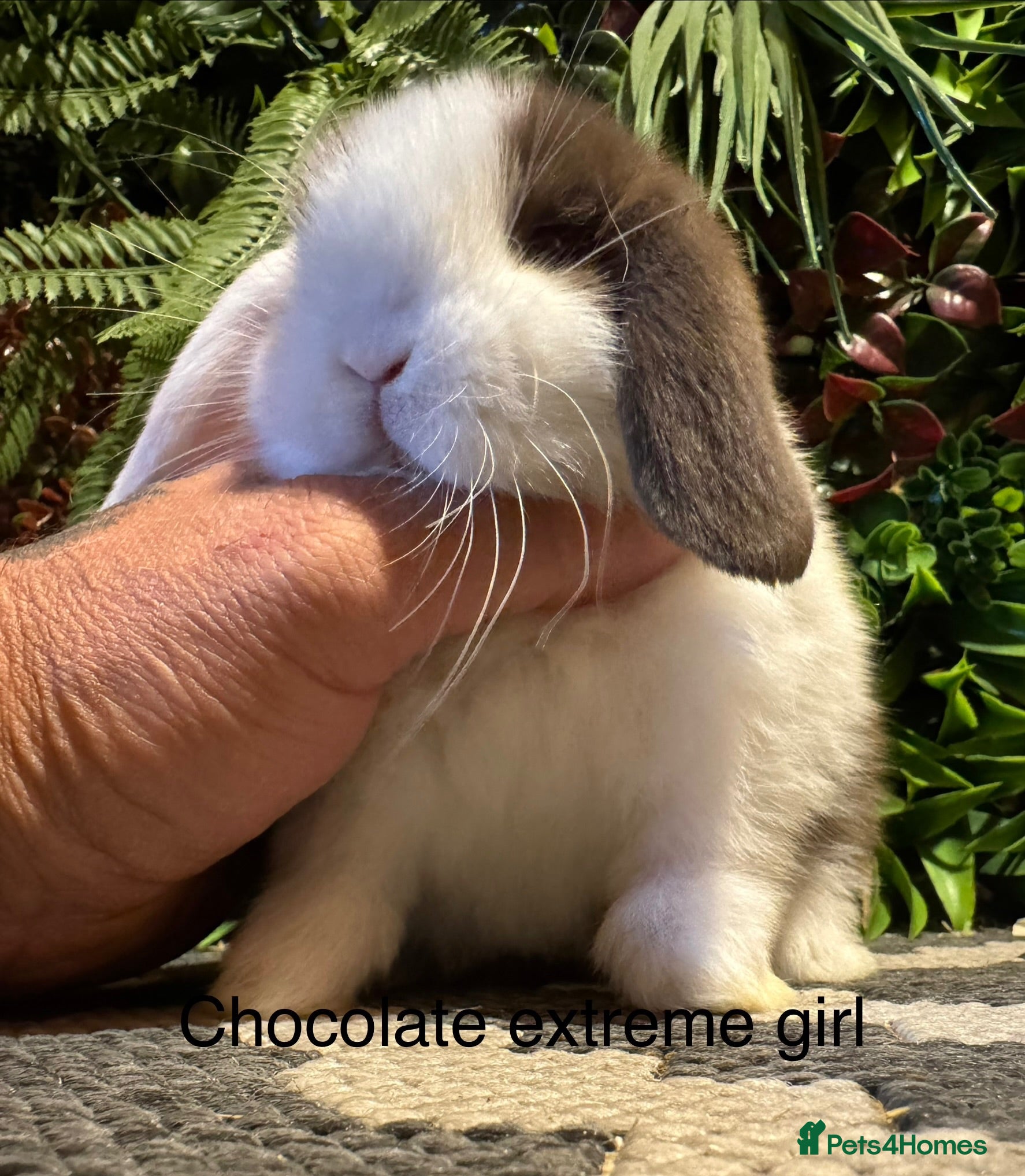 Mini Lop rabbits ⭐️pure bred mini lops ready to reserve⭐️ - Advert 1