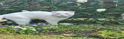 Scottish Fold cats for sale: Pure white Scottish Fold Dobby & odd eye Cyclops  - Advert 15