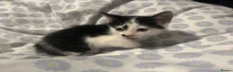 Domestic Shorthair cats for sale: FREE!! 6 playful kittens looking for homes!!  - Advert 3