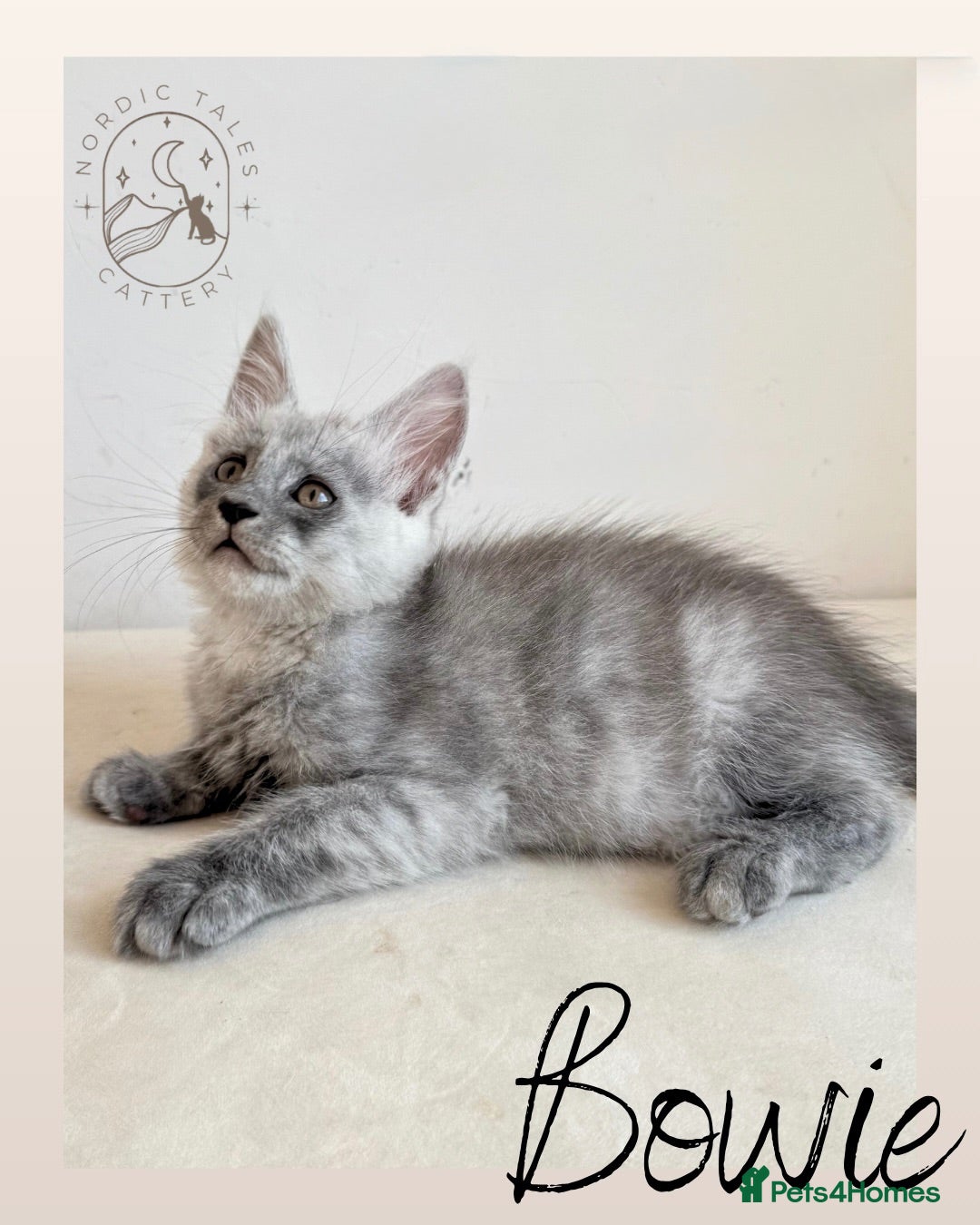 Maine Coon cats Stunning TICA Smoke & Solid Blue Pedigree Kittens  - Advert 1
