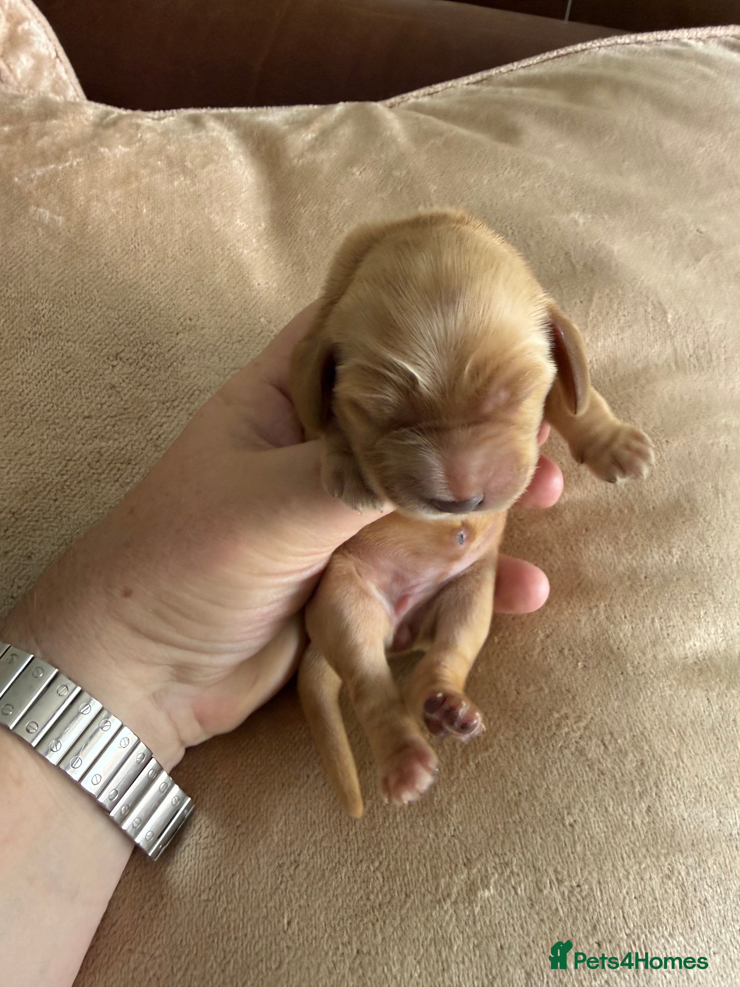 Cocker Spaniel dogs Show type cocker spaniel puppies - Golden  - Advert 2