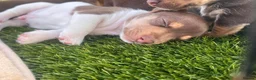 Jack Russell dogs for sale: Jack Russell pups  - Advert 2