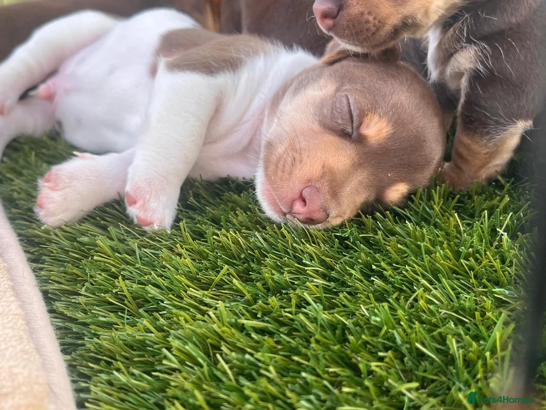 Jack Russell dogs for sale: Jack Russell pups  - Advert 2