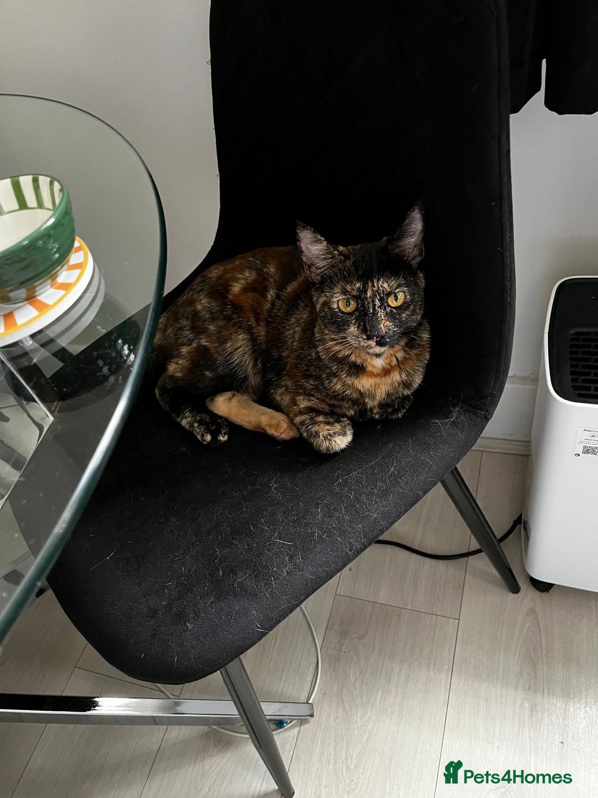 Domestic Shorthair cats Rescue bonded pair of torties need home to share - Advert 16
