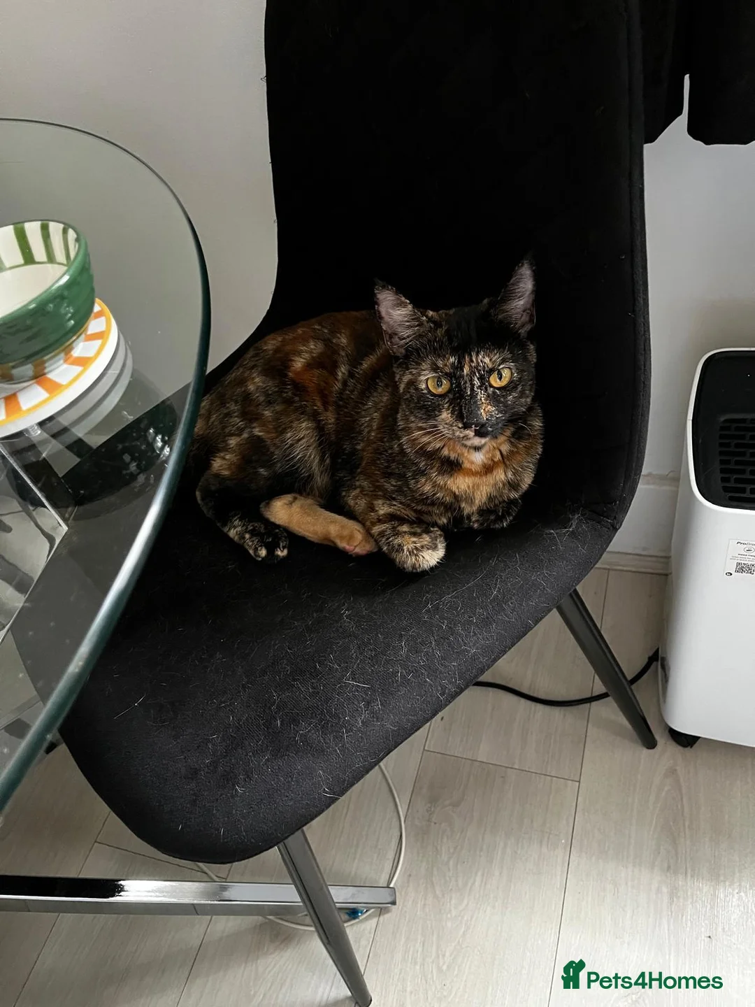 Domestic Shorthair cats for adoption: Rescue bonded pair of torties need home to share in Hook - Advert 1