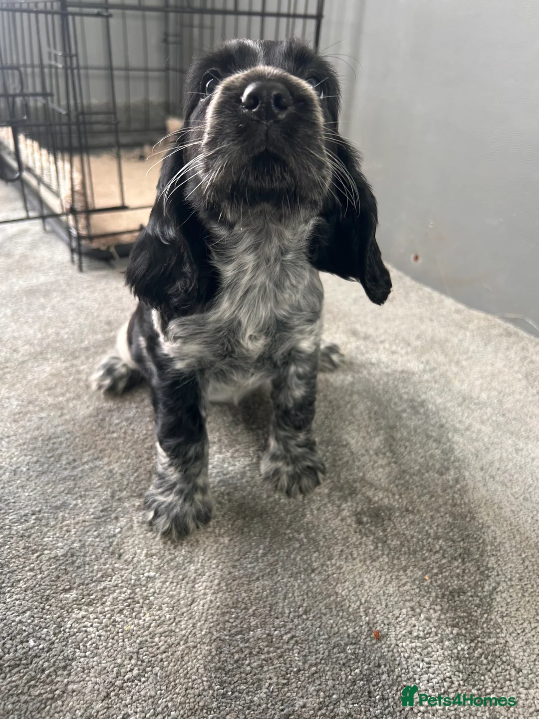Cocker Spaniel dogs for sale: Cocker spaniel puppies  in Manchester - Advert 23