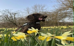 Cocker Spaniel dogs for stud: Working Cocker Spaniel for Stud - Image 4
