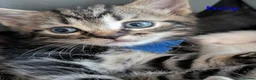 Bengal cats for sale: Beautiful kittens looking for a loving home  in Bournemouth - Advert 14
