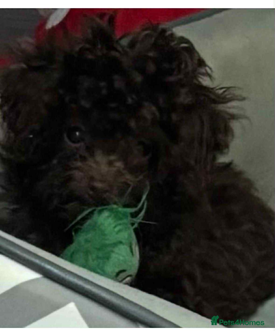 Toy Poodle dogs for sale: Asian Toy poodle - Image 2