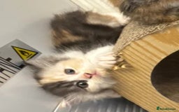 Persian cats for sale: Persian Kittens  - Image 39