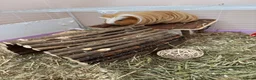 Guinea Pig rodents for sale: 2 Guinea pigs looking for a lovely new home in Chatham - Advert 6