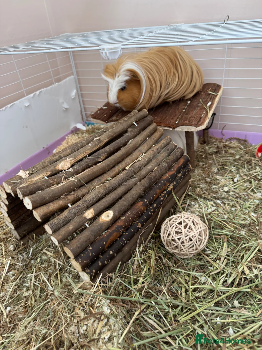 Guinea Pig rodents for sale: 2 Guinea pigs looking for a lovely new home in Chatham - Advert 6