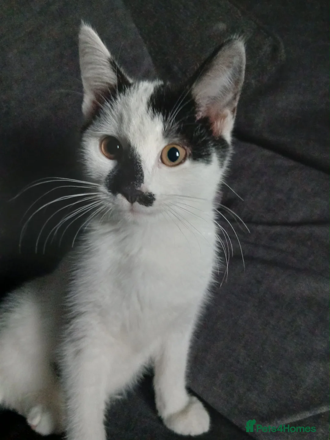 Mixed Breed cats for sale: Male  - Advert 2