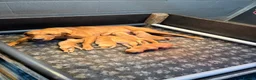 Labrador Retriever dogs for sale: Outstanding Red Fox Labrador Puppies - Advert 16