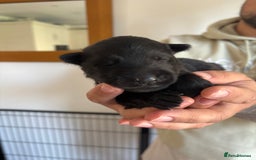 German Shepherd dogs for sale: KC Registered Working Line German Shepherd Puppies - Image 3