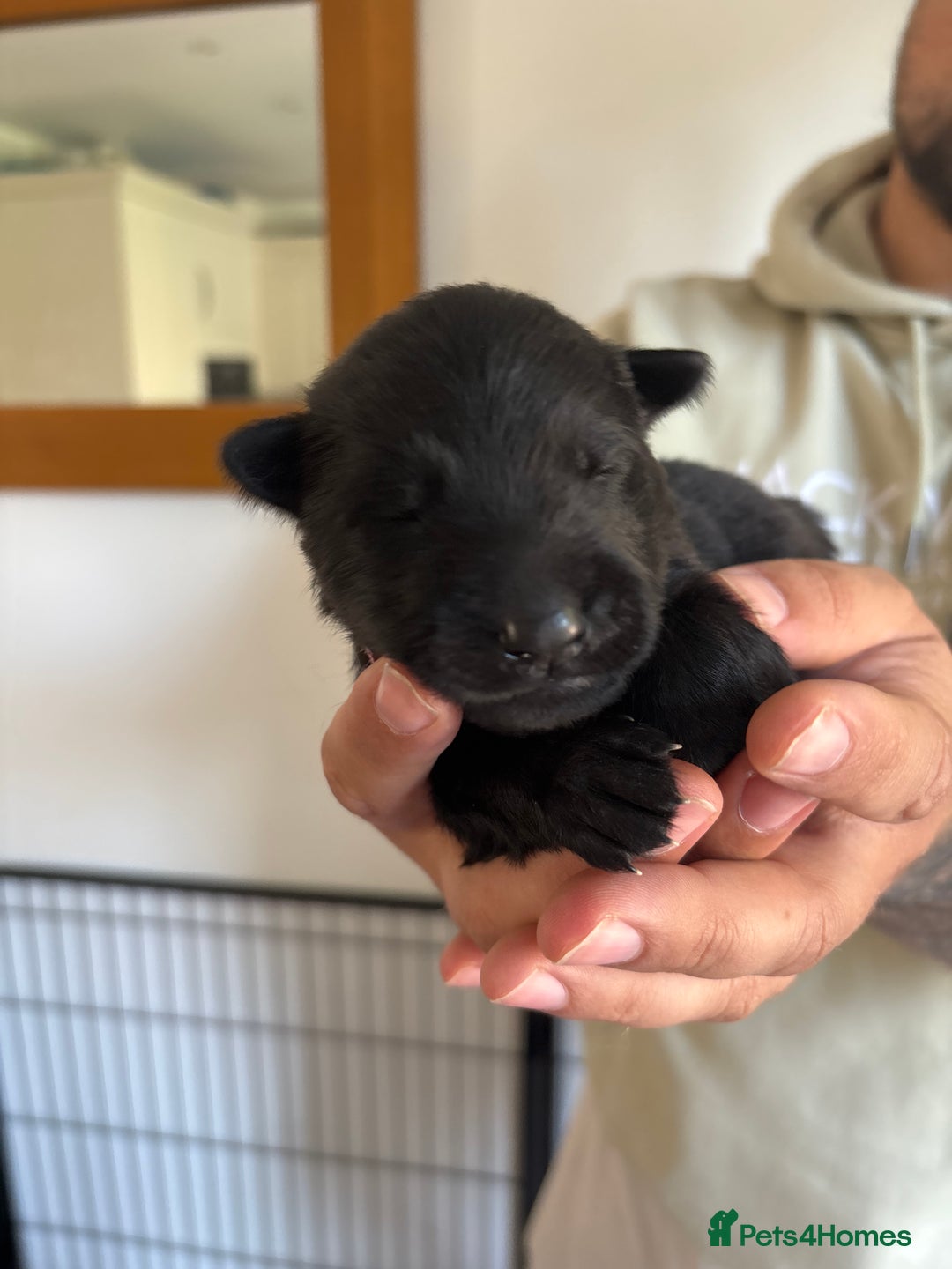 German Shepherd dogs for sale: KC Registered Working Line German Shepherd Puppies - Image 3