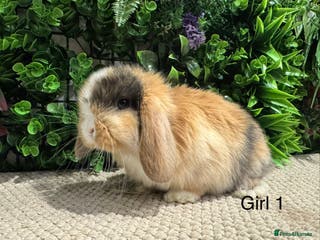 Mini Lion Lop rabbits 5 mini lops nearly reeady to go - Advert 1