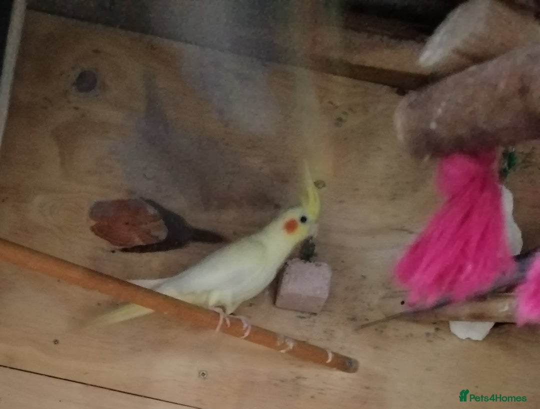 Cockatiels birds for sale: Range Of Cockatiels *read description - Image 9