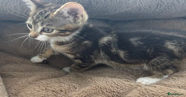 Mixed Breed cats - Advert 3