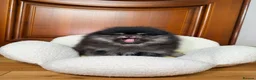 Pomeranian dogs for sale: BLACK & TAN GIRL and BOY - Advert 11