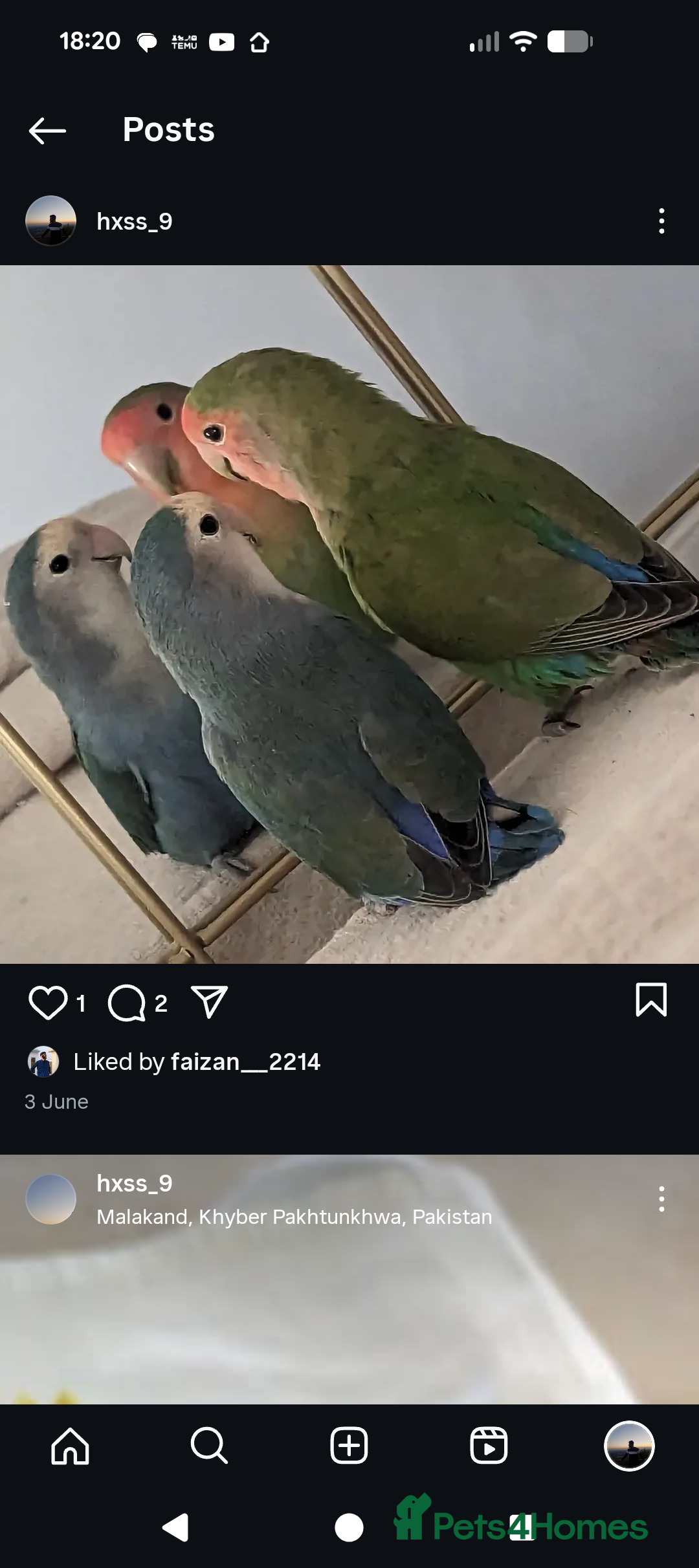 Lovebirds birds Semi tame proven Breeding pair for rehoming  - Advert 5