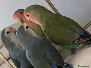 Lovebirds birds Semi tame proven Breeding pair for rehoming - Advert 2