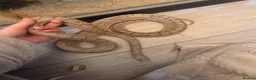 Corn Snake reptiles for sale: Corn snake x full setup - Advert 4