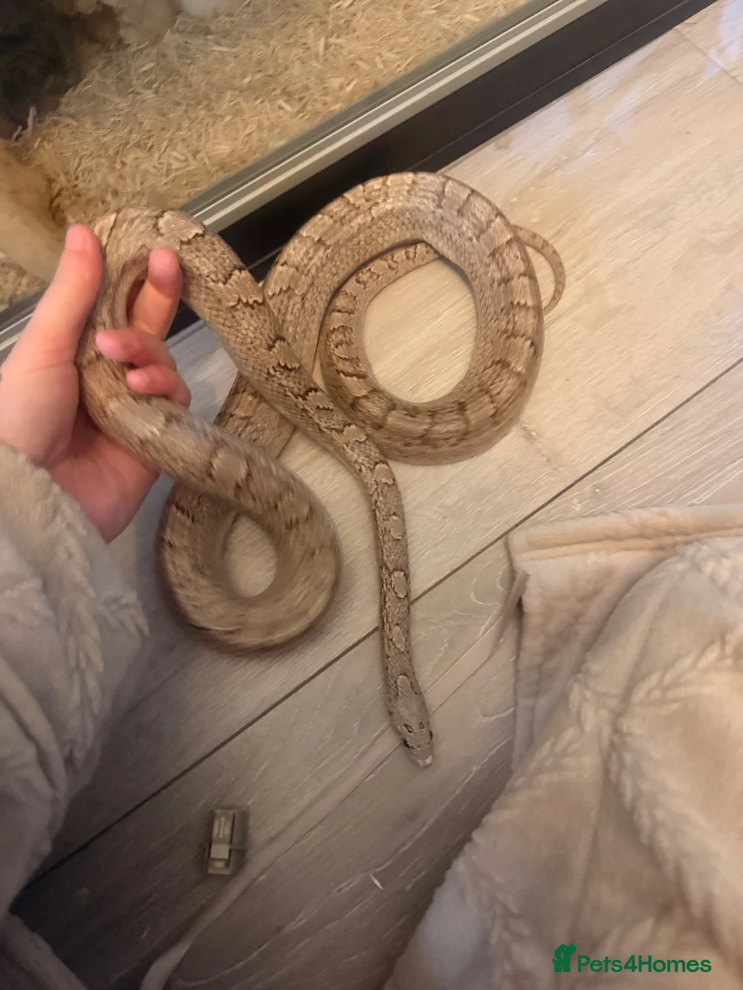 Corn Snake reptiles for sale: Corn snake x full setup - Advert 4
