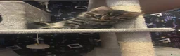 Mixed Breed cats for sale: Bengal x kitten  - Advert 2