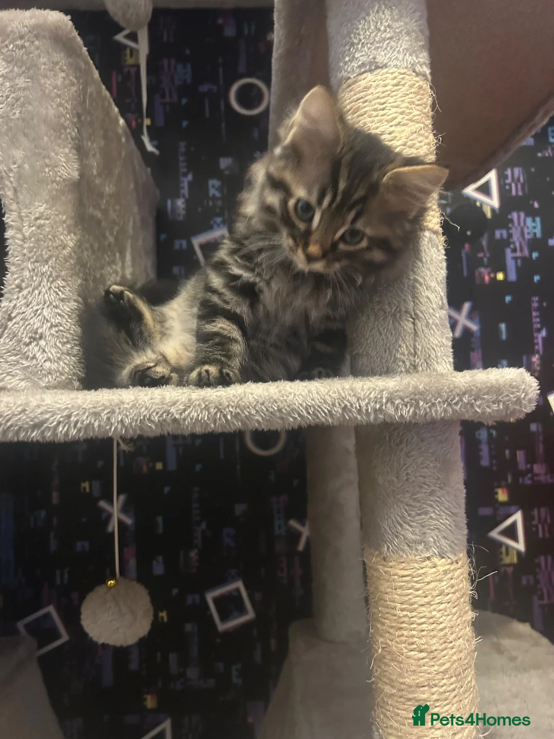 Mixed Breed cats for sale: Bengal x kitten  - Advert 2
