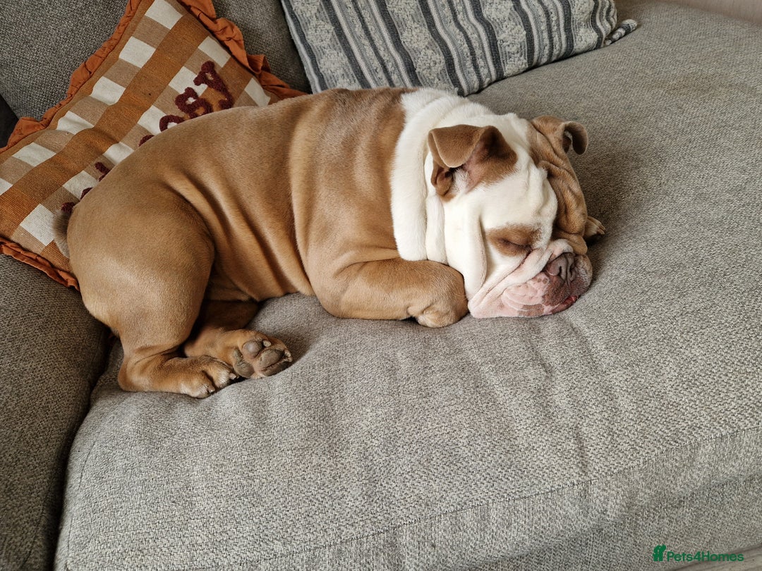 Olde English Bulldogge dogs for sale: Olde English bulldog  - Advert 2