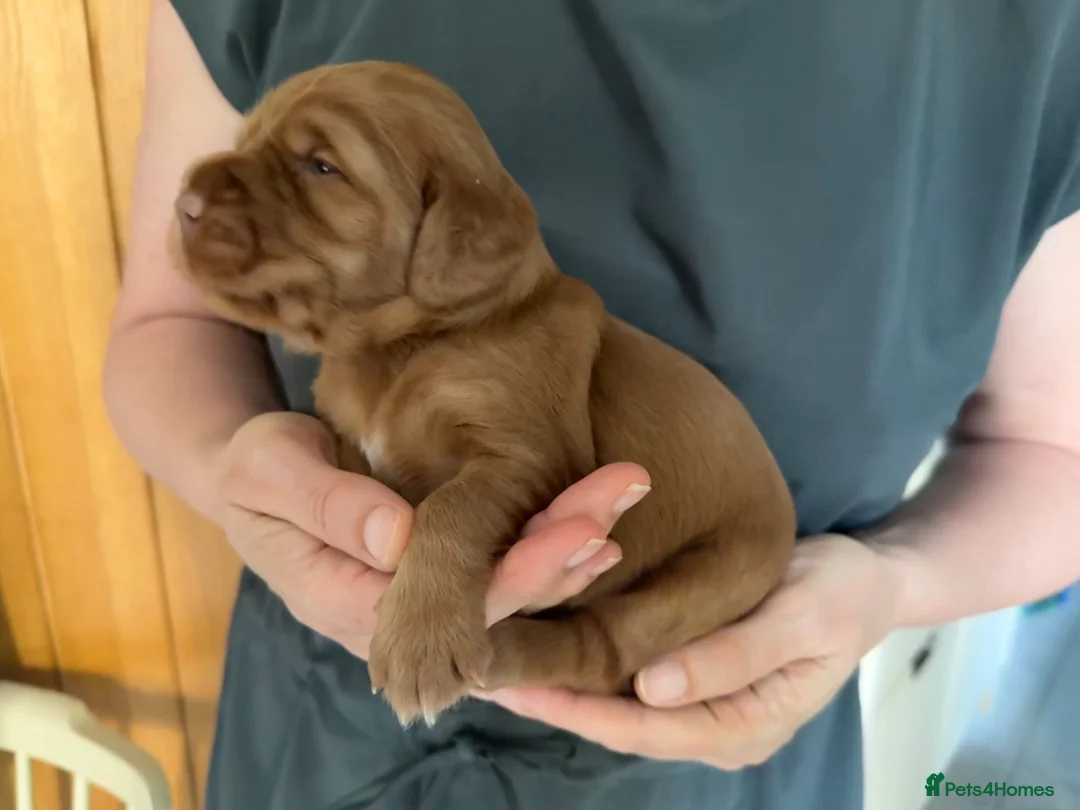 Cocker Spaniel dogs for sale: KC Reg FULLY health tested, working cocker spaniel - Advert 23