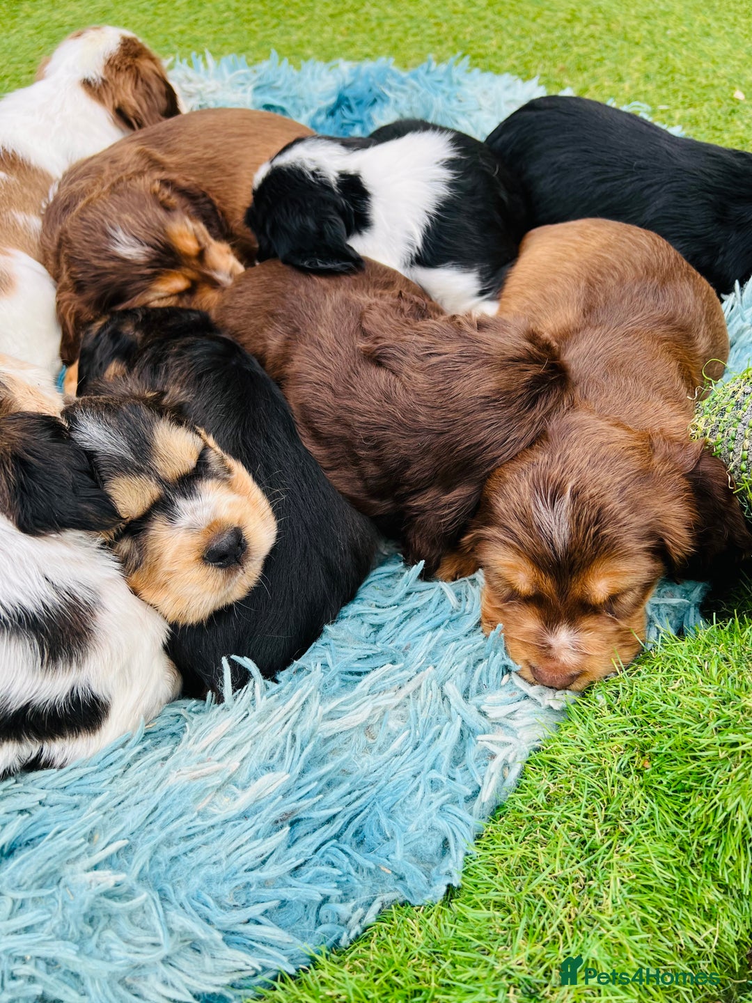 Cocker Spaniel dogs for sale: Gorgeous show type cocker spaniels - Image 24