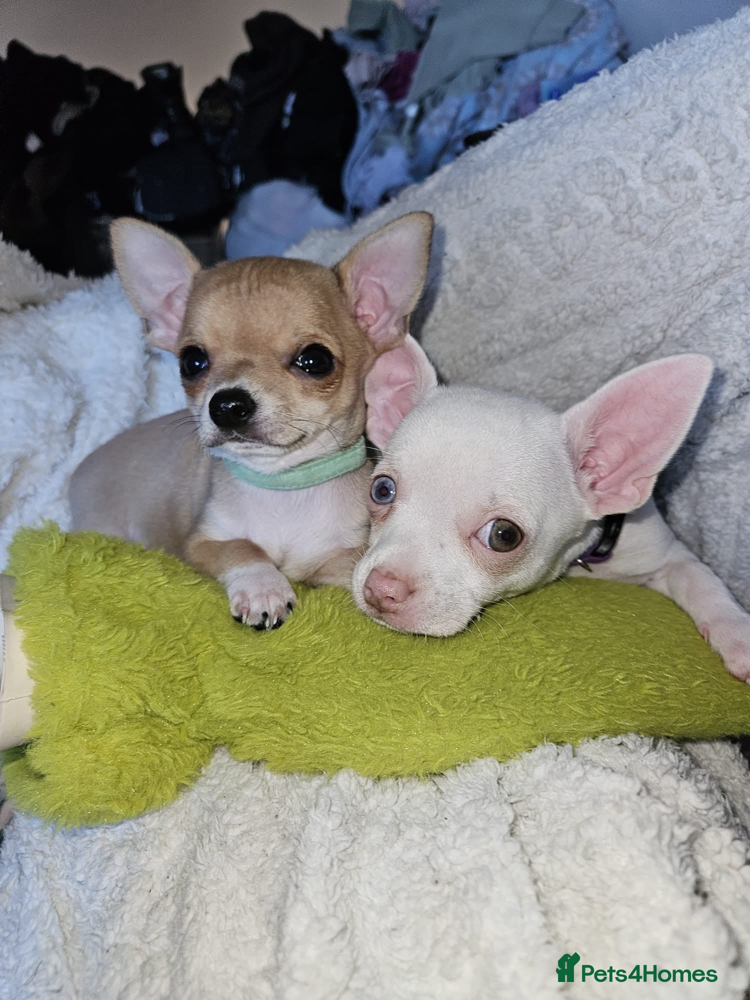 Chihuahua dogs Chihuahua puppies for sale - Advert 15