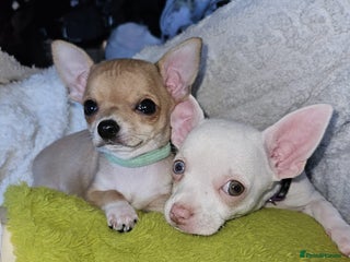 Chihuahua dogs Chihuahua puppies for sale - Advert 15