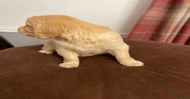 Golden Retriever dogs Rare & wonderful petite golden retrievers - Advert 9