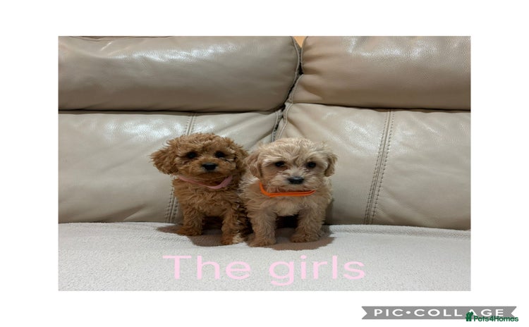 Cavapoo dogs - Advert 1