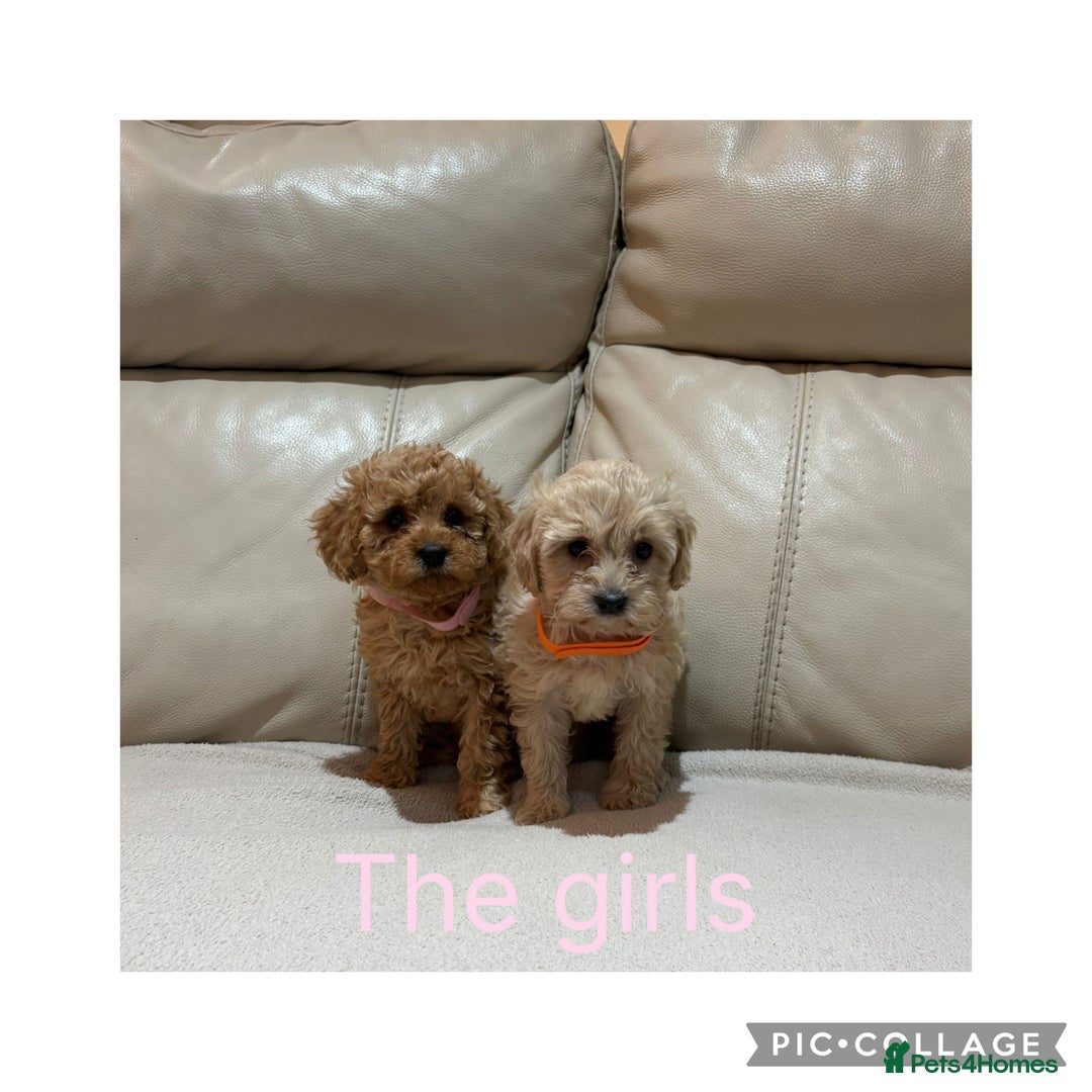 Cavapoo dogs for sale: Stunning F1 red Cavapoo Baby’s  - Image 1