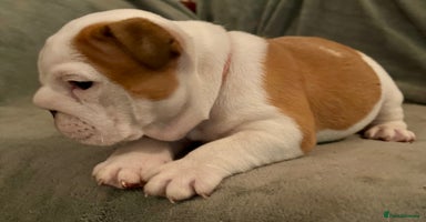English Bulldog dogs - Advert 3