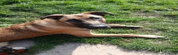 Belgian Shepherd Dog dogs for sale: Male dog - Advert 2