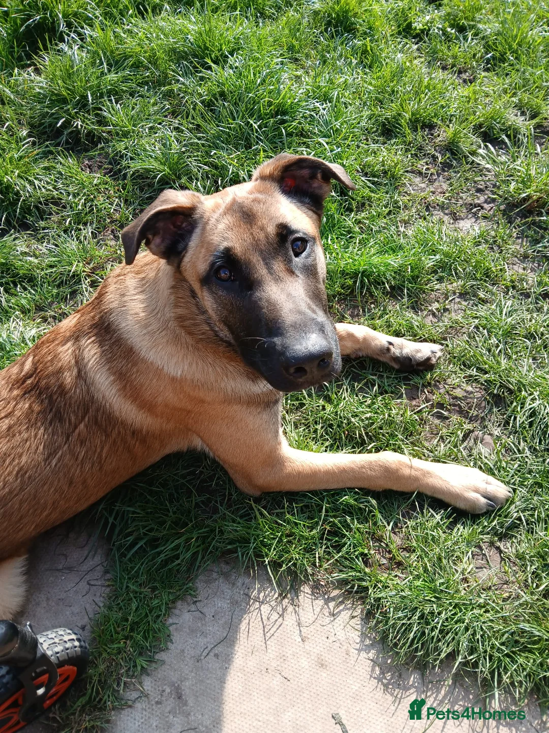 Belgian Shepherd Dog dogs for sale: Male dog - Advert 2
