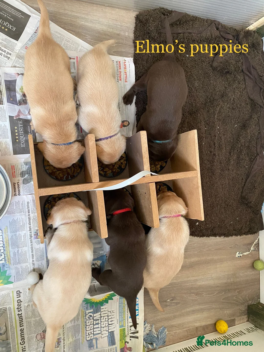 Labrador Retriever dogs for stud: Beautiful stud Fox red Labrador in Faversham - Advert 4