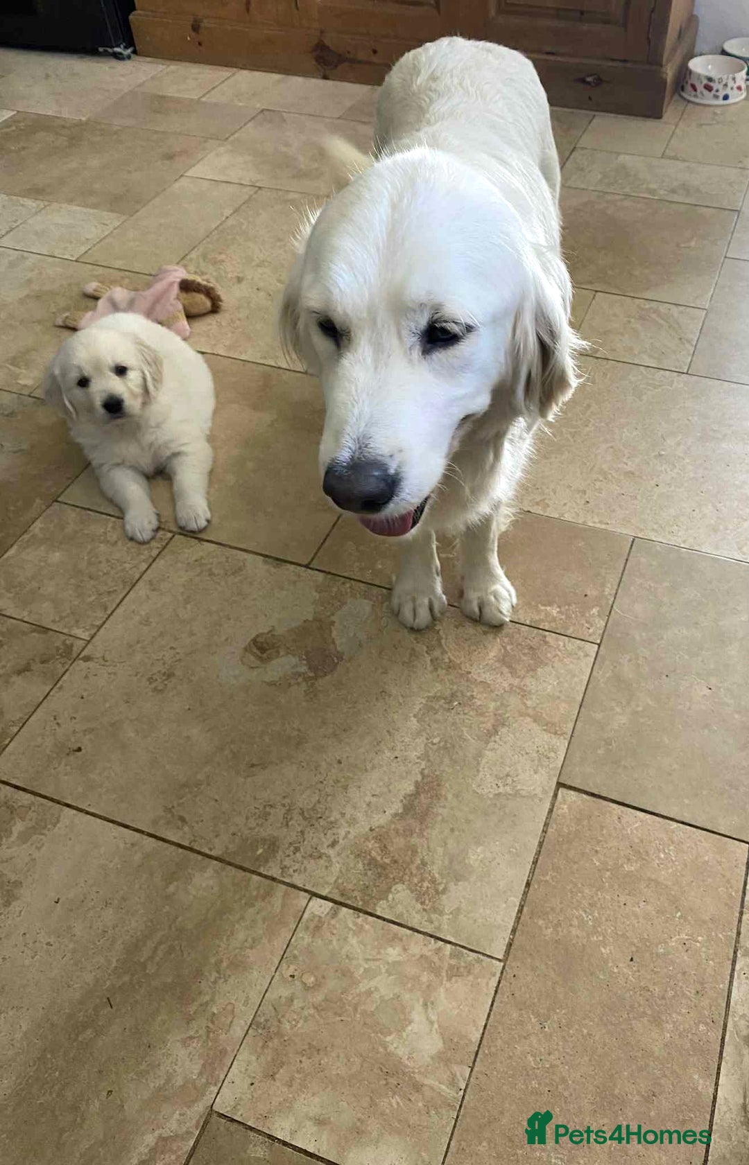 Golden Retriever dogs for sale: Beautiful Golden Retriever girl - Image 2