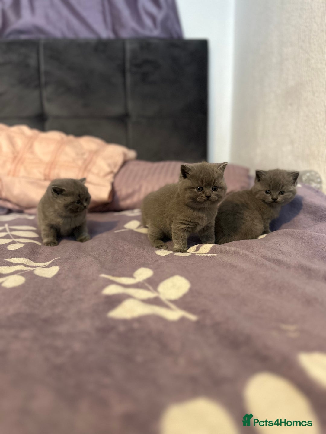 British Shorthair cats for sale: 4 British Shorthair  - Advert 2