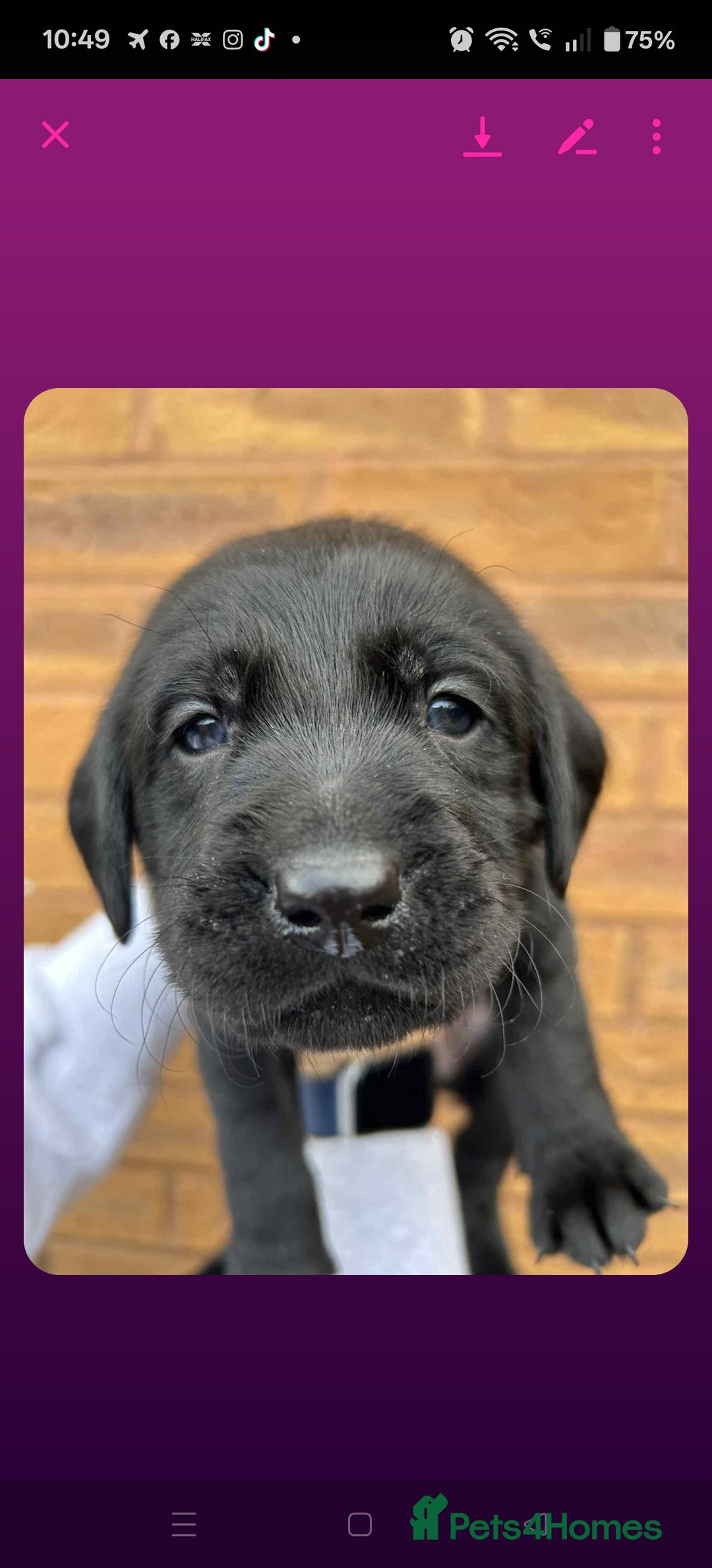 Labrador Retriever dogs for sale: Labrador 4 black males  - Advert 4