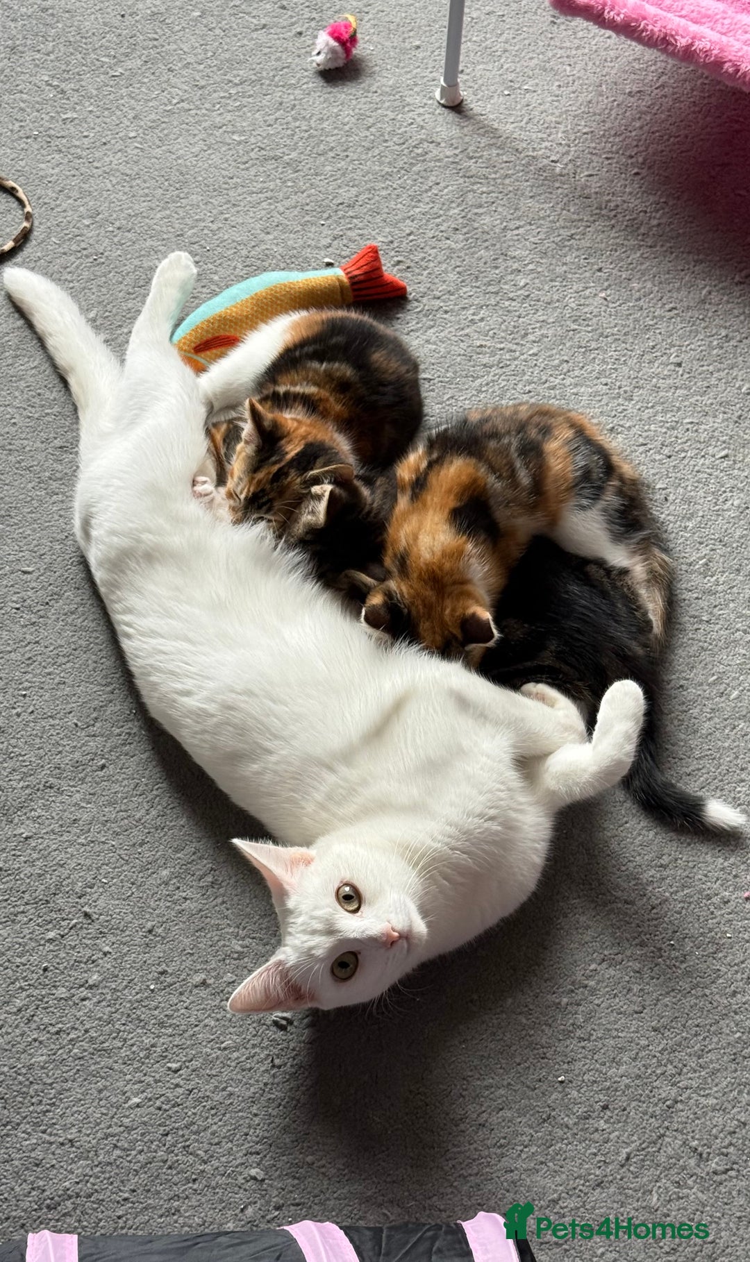 Mixed Breed cats for sale: Adorable 8 Week Old Kittens Ready Now - Image 3