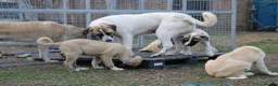 Anatolian Shepherd dogs for sale: Anatolian Shepherd Pups - KC Registered in Carluke - Advert 13