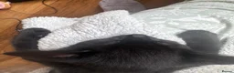 Mixed Breed cats for sale: He is a very loving kitten and is full of energy.  in Batley - Advert 8