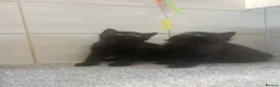 Mixed Breed cats for sale: 2 Male fluffy brown kittens left  - Advert 13