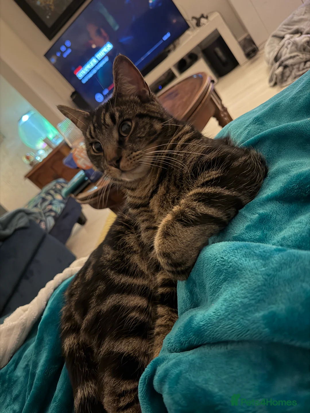 Mixed Breed cats for sale: Mainecoon cross 1 year old boy tabby - Advert 1